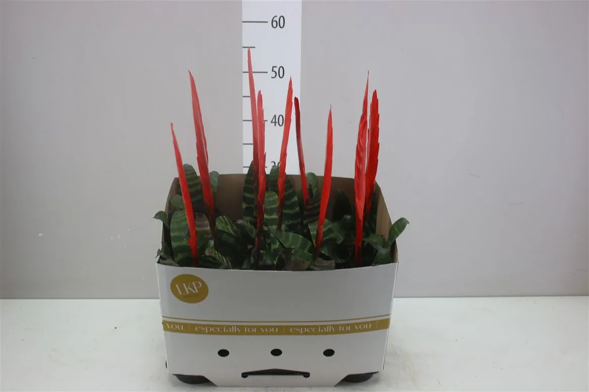 Vriesea Era A2 • črepník 9 cm