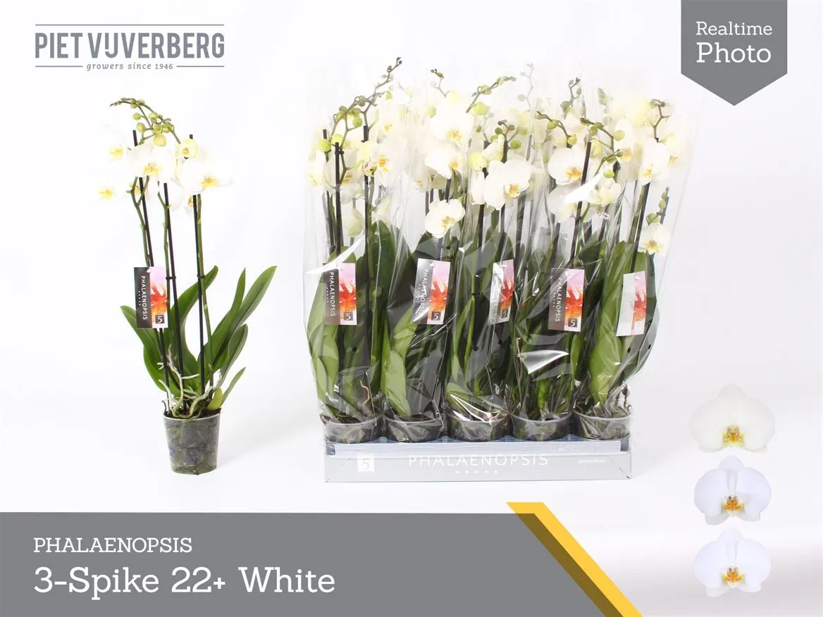 Orchidea Phalaenopsis biela, 3 výhony • črepník 12 cm
