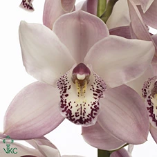 Orchidea Cymbidium Sum Mag Pin, celá stonka • 60 cm