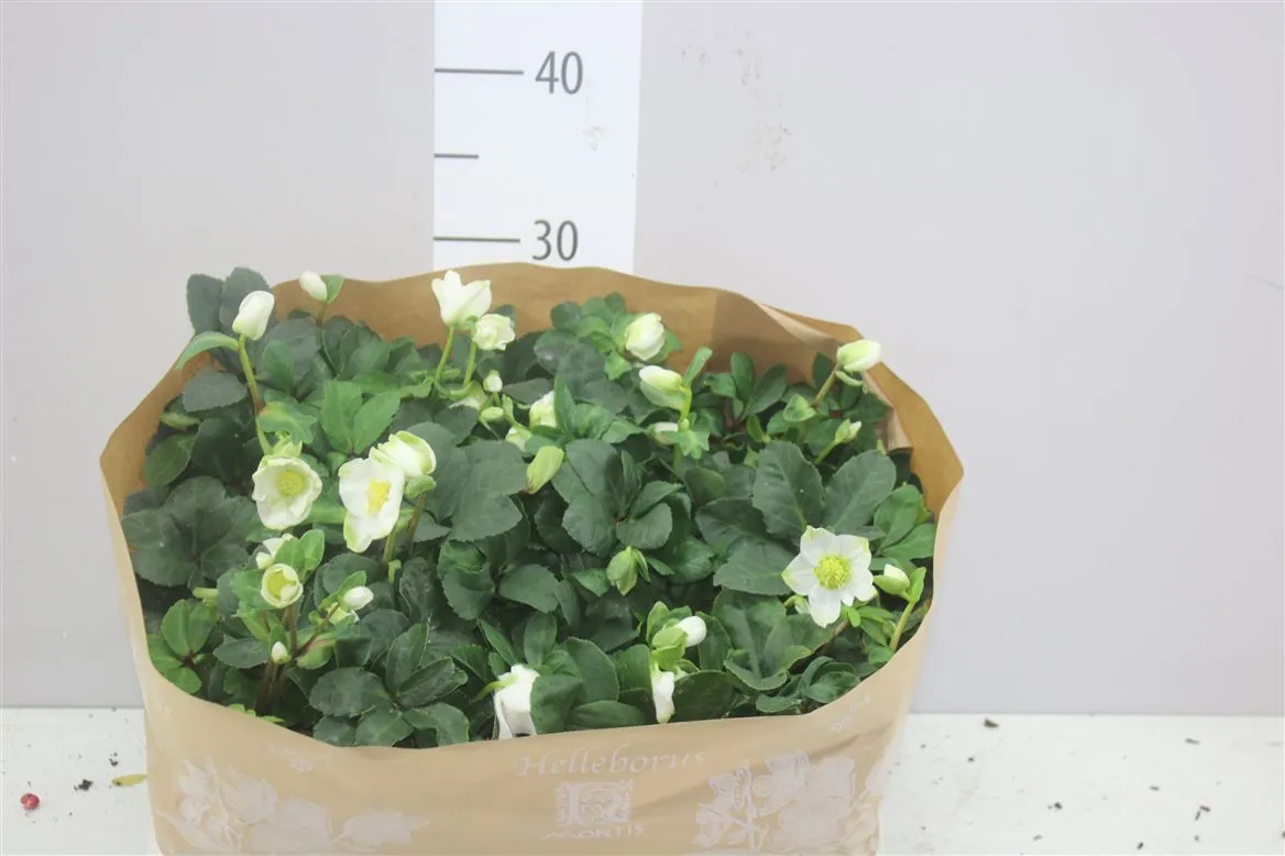 Helleborus Ni Chr Carol 6+ • črepník 9 cm