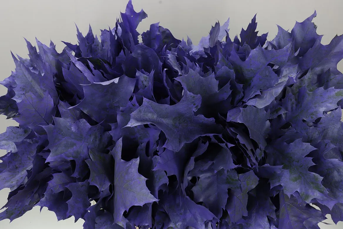 Quercus Rubra Purple 20st • 60 cm