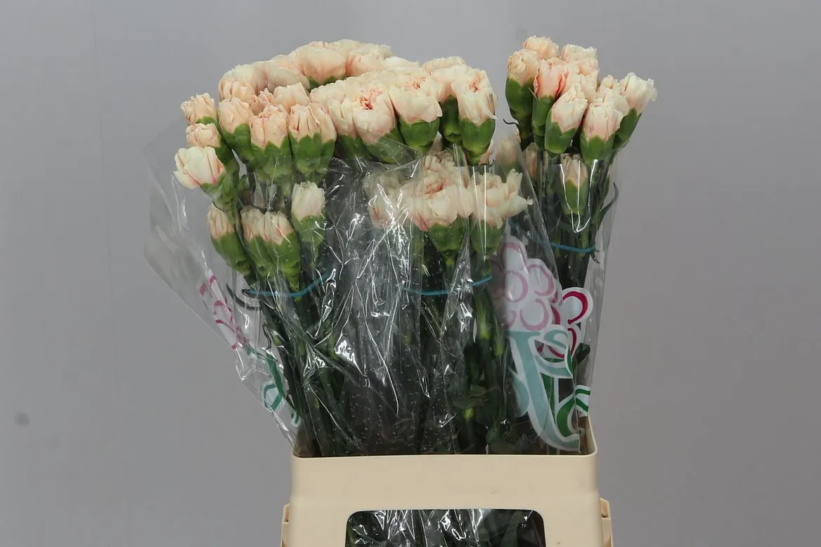 Di. St Apple Tea Box • 65 cm