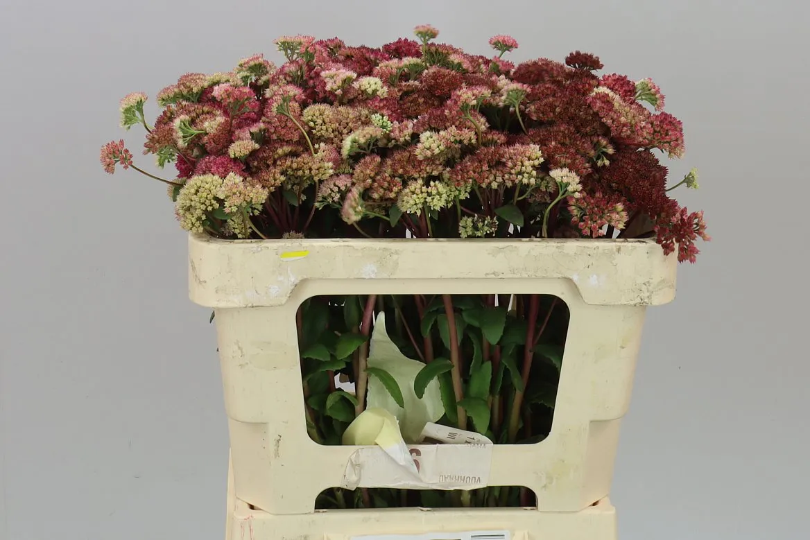 Sedum Magical Lizzy • 50 cm