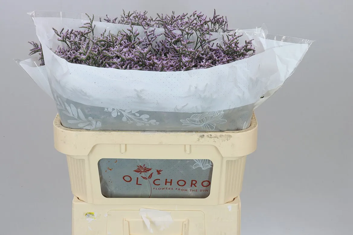 Lim. Saf Lilac • 70 cm