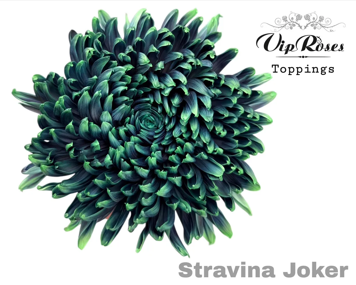 Chryzantéma veľkokvetá Stravina Joker • 65 cm