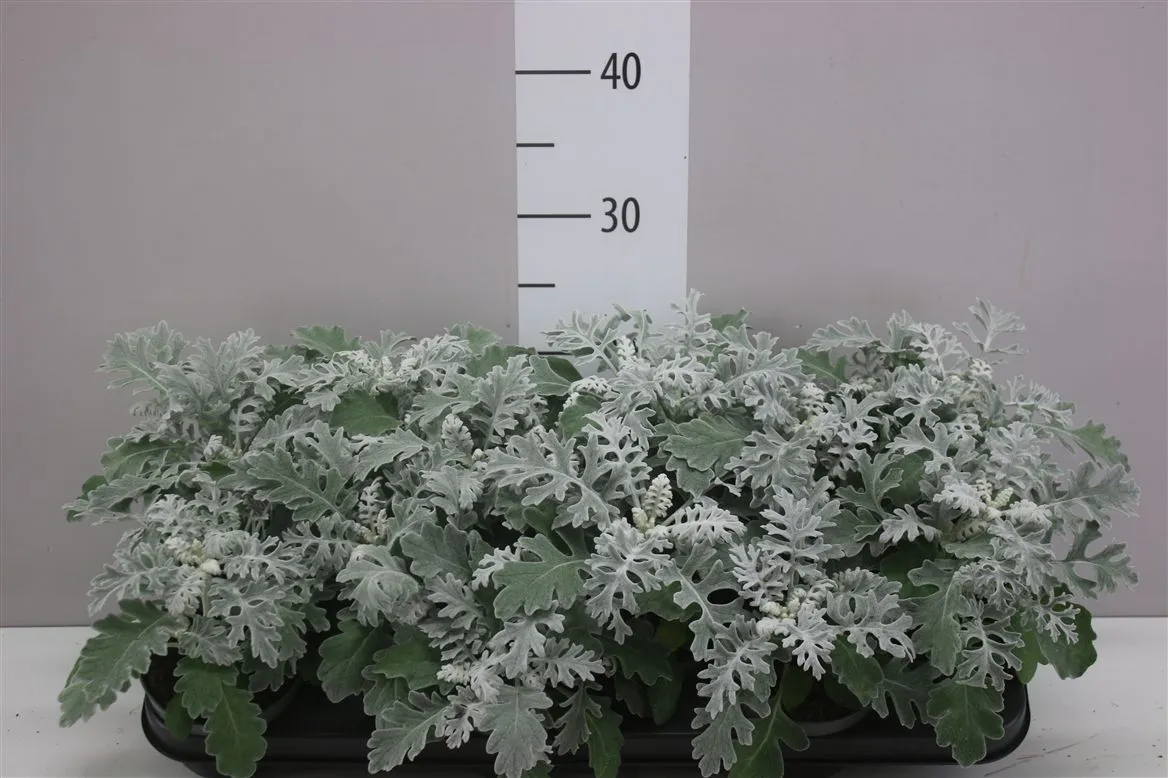 Senecio Cineraria • črepník 10,5 cm