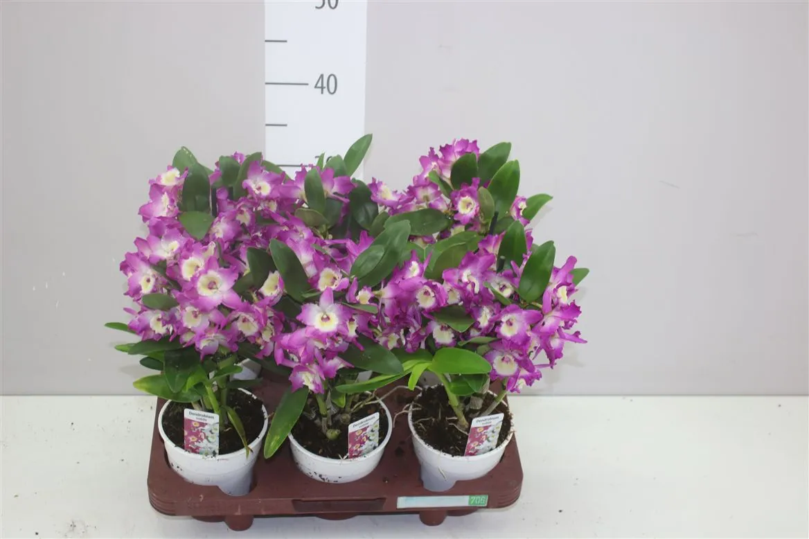 Orchidea Dendrobium Nobilee Lila 6+, 2 výhony • črepník 12 cm