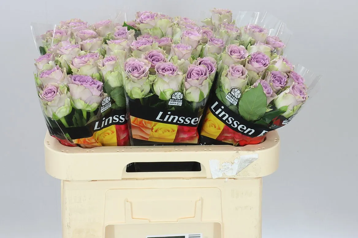 Rosa Gr Iconic! • 60 cm