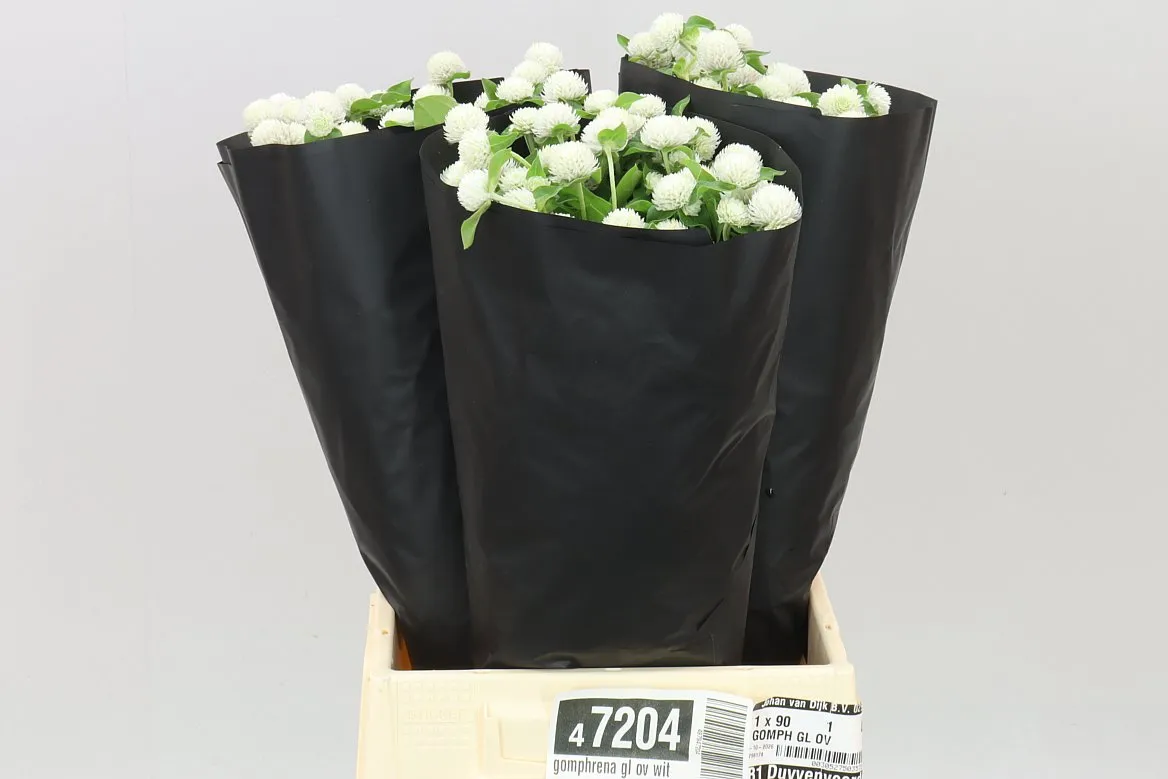 Gomphrena Gl Ov biela • 50 cm