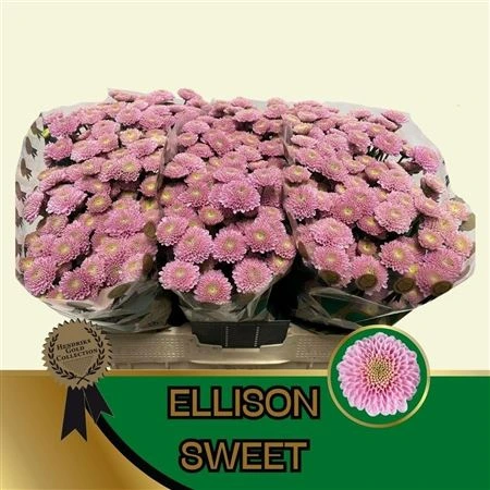 Chryzantéma santini Ellison Sweet • 55 cm