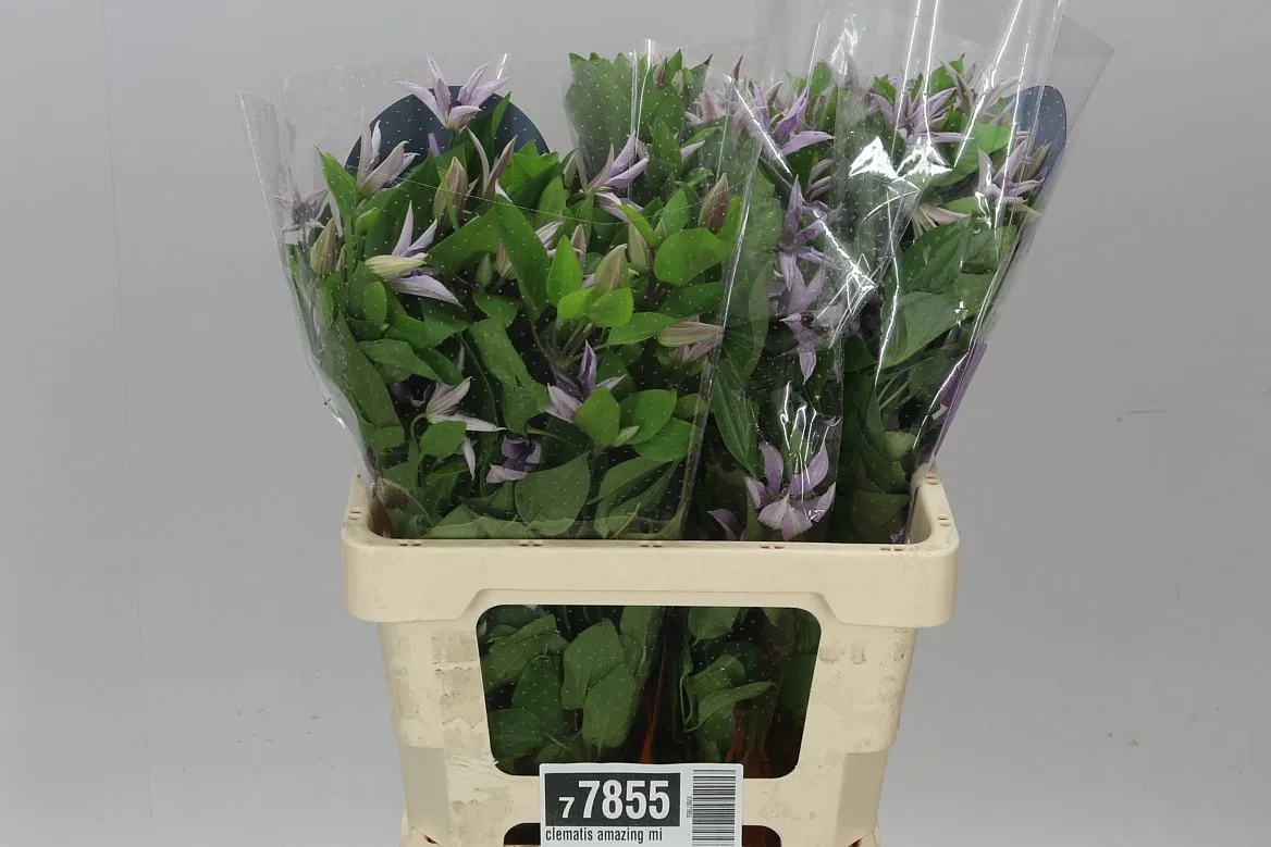 Clematis Amazing Miami • 60 cm