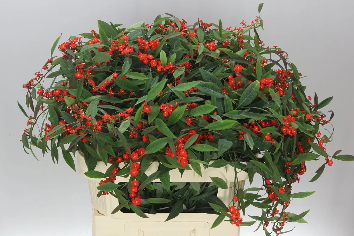Euphorbia F T Red Surprise • 80 cm
