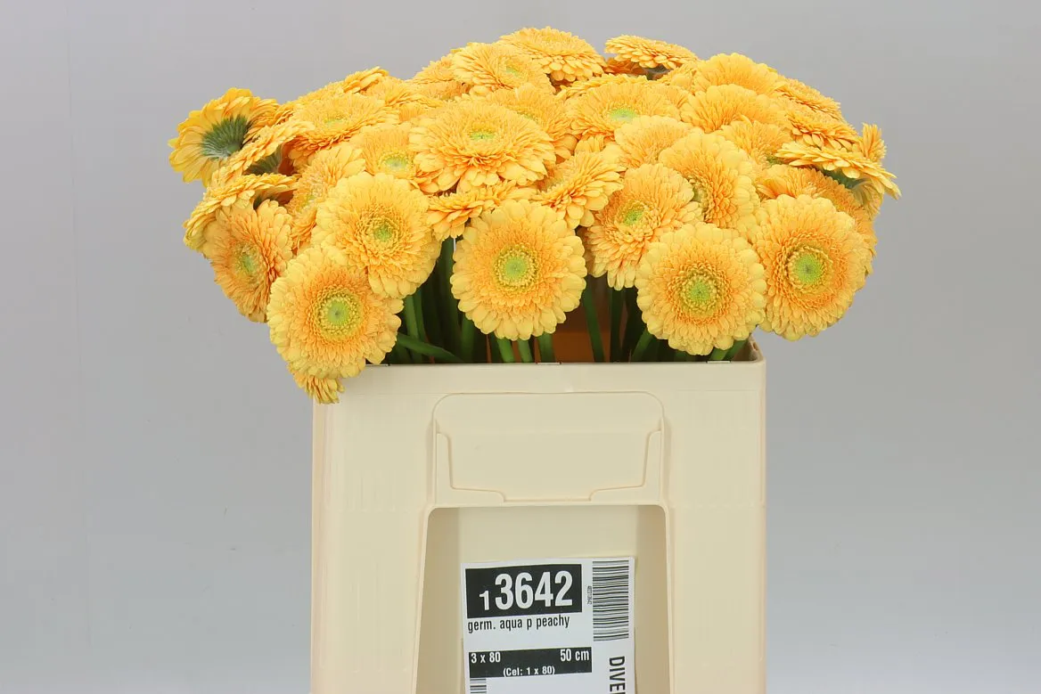 Germini Aqua P Peachy • 50 cm