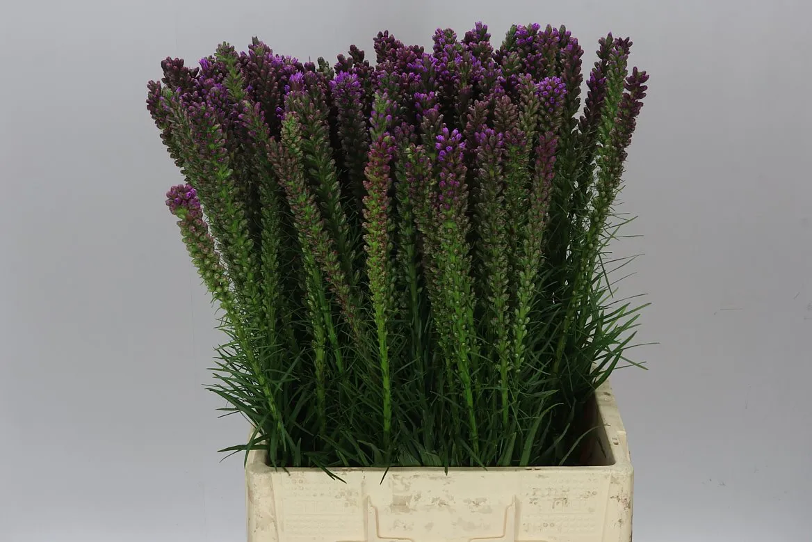 Liatris Spicata • 70 cm