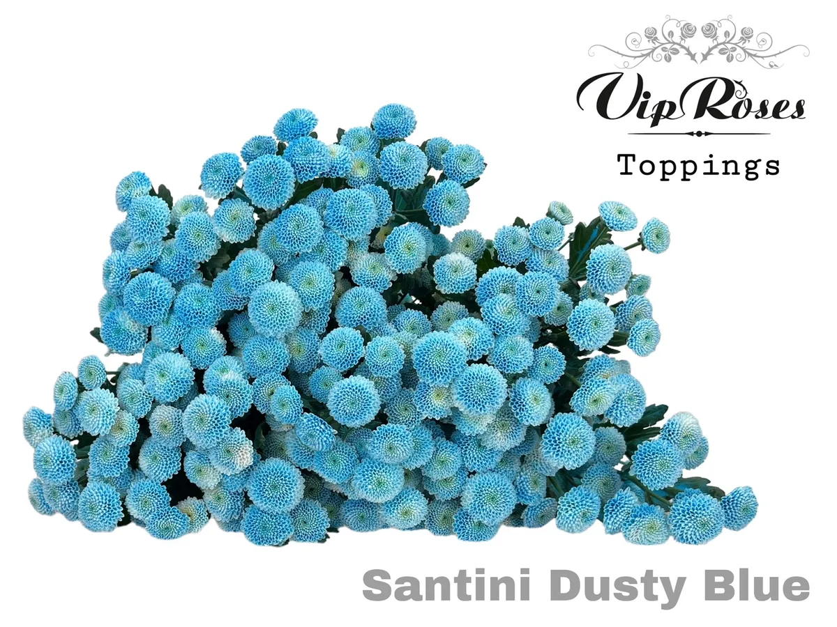 Chryzantéma santini Dusty Blue • 55 cm