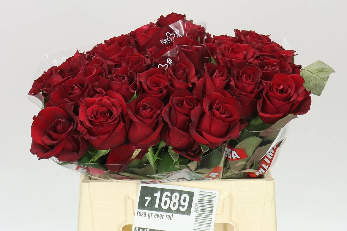 Ruža Ever Red • 40 cm