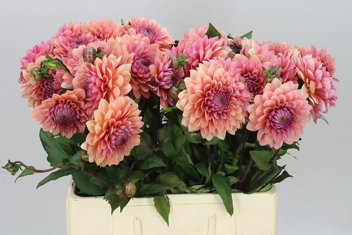 Dahlia Sweet Sanne • 60 cm