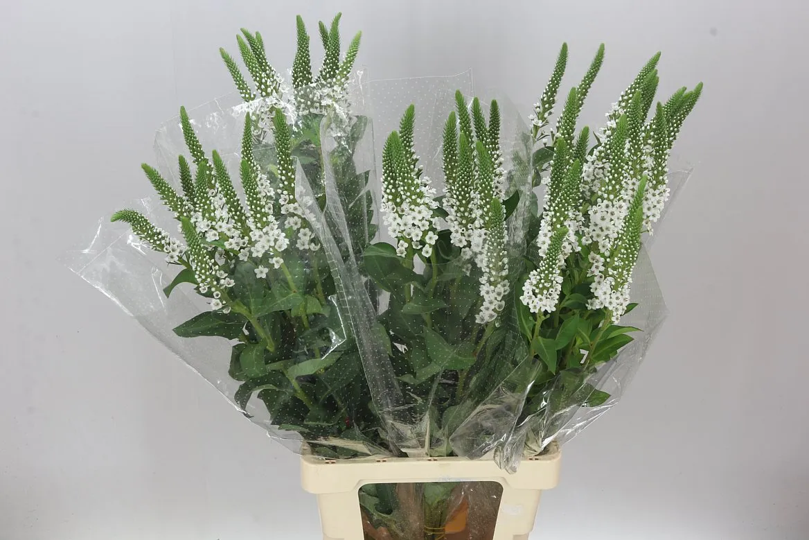 Lysimachia Moonlight • 80 cm