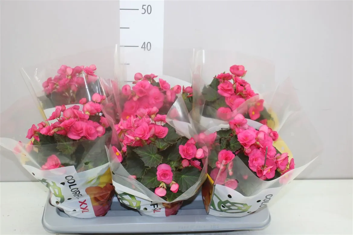 Begónia Hl Adonia Pink A2 • črepník 14 cm