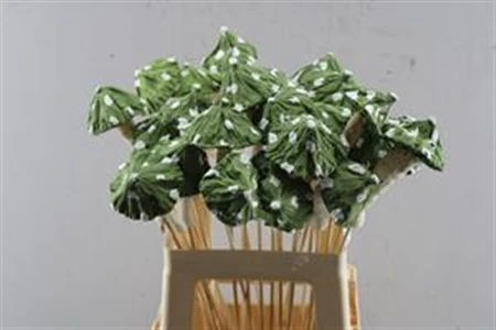 Mushroom Green, sušené • 65 cm