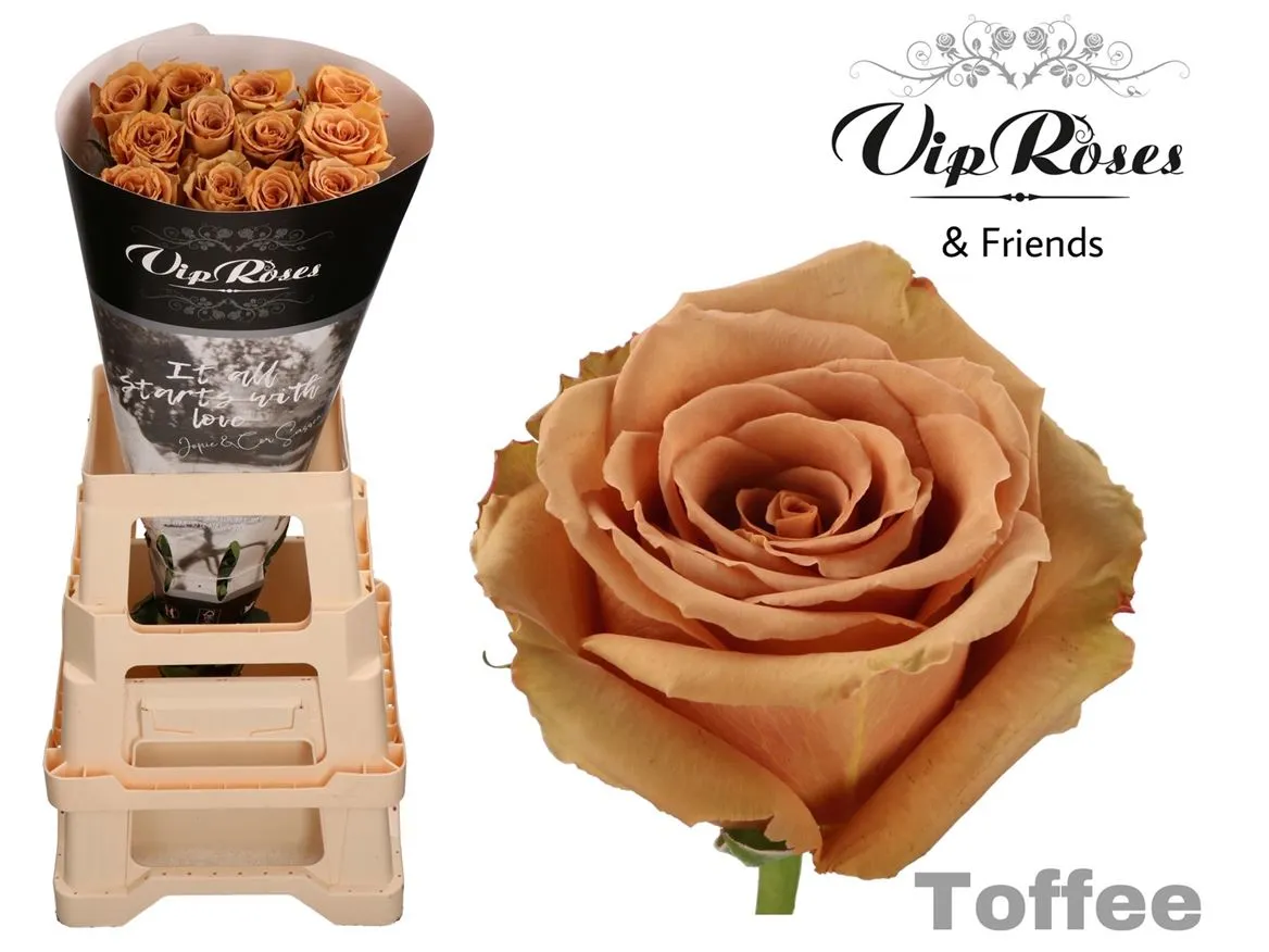 Ruža Toffee, Ekvádor • 70 cm