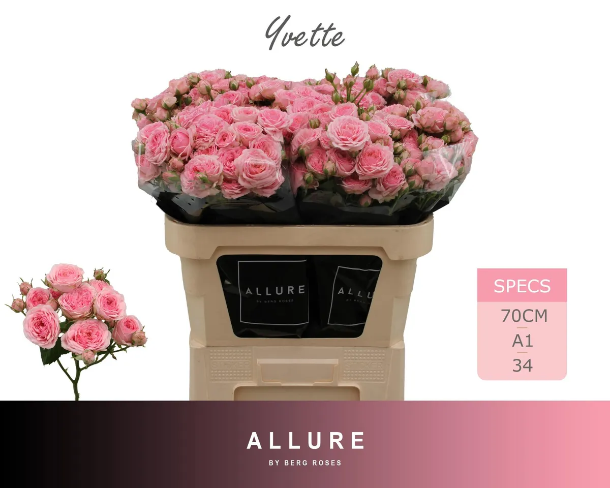 R Tr Yvette • 70 cm