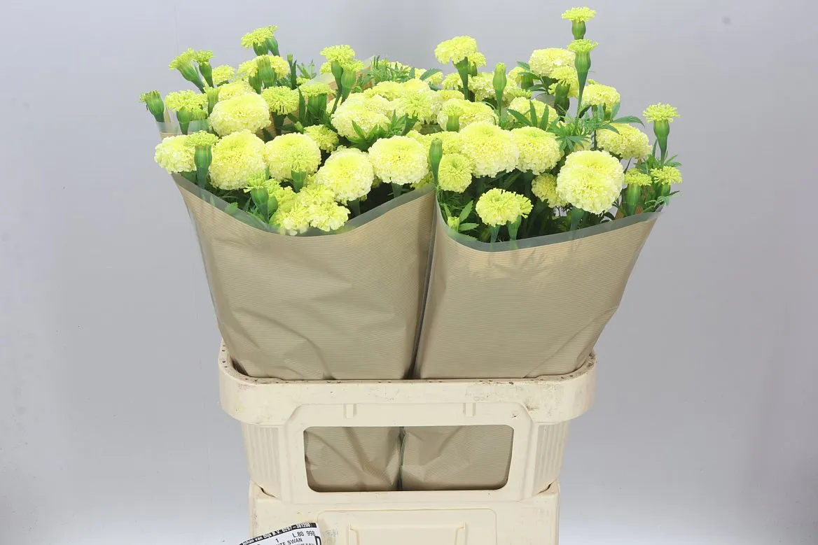 Tagetes White Swan • 80 cm