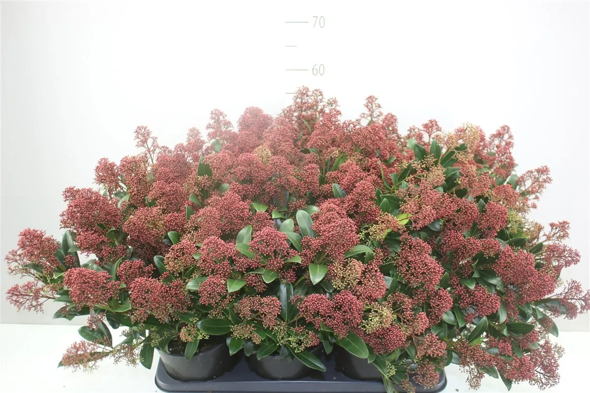 Skimmia Rubella 20+ • črepník 17 cm