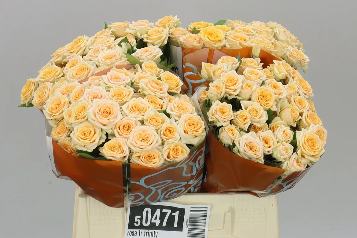 Rosa Tr Trinity • 40 cm
