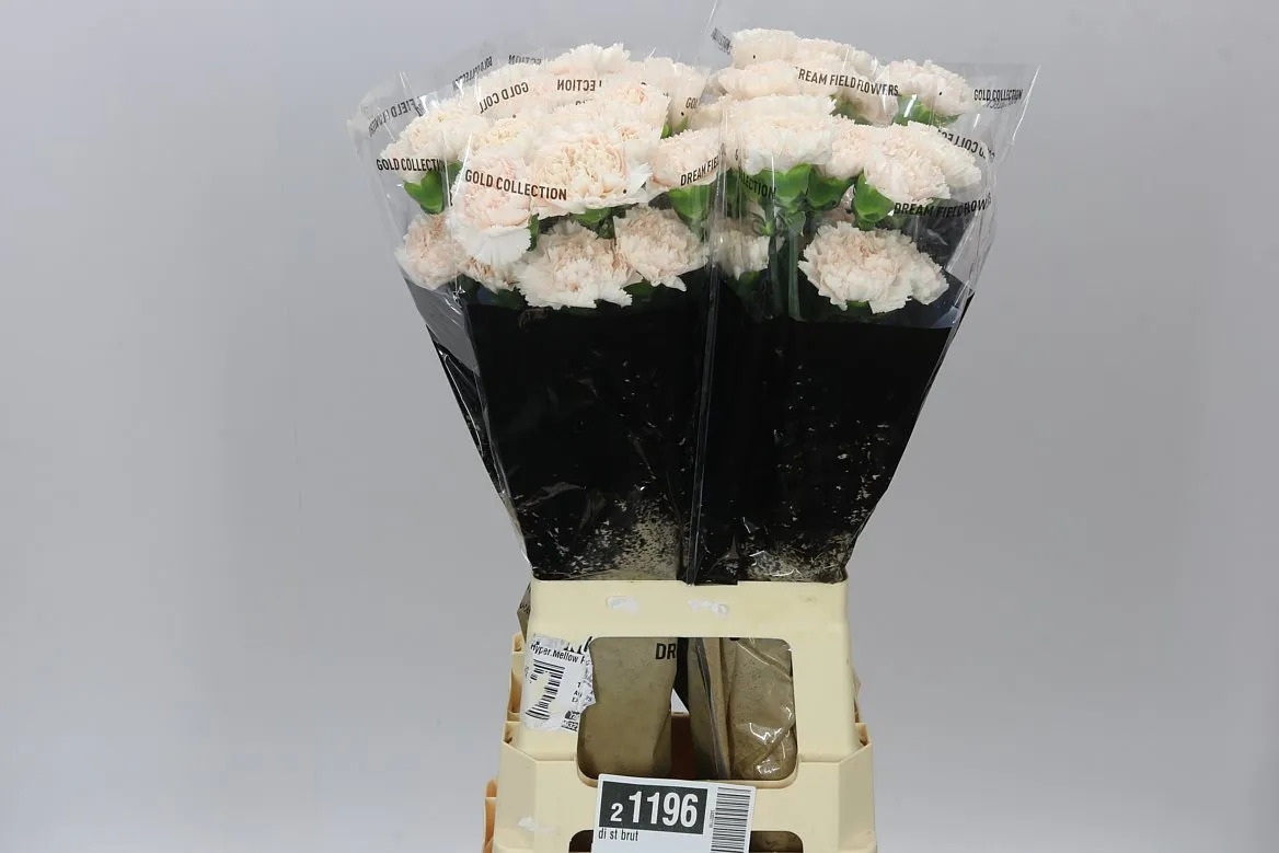 Di St Brut • 70 cm