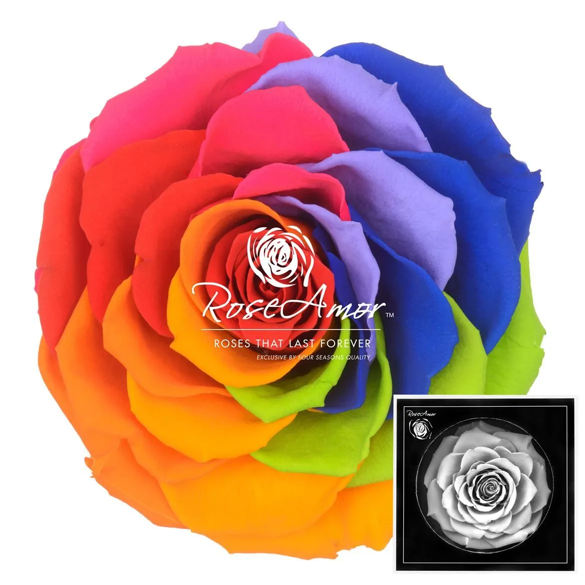 Stabilizovaná ruža Bonita ⌀ 9 cm, dúhová RED02