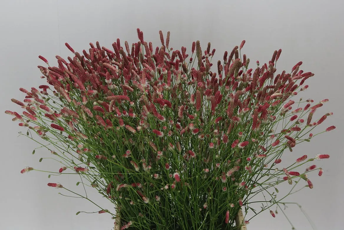Sanguisorba Off Pink Tann A2 • 70 cm