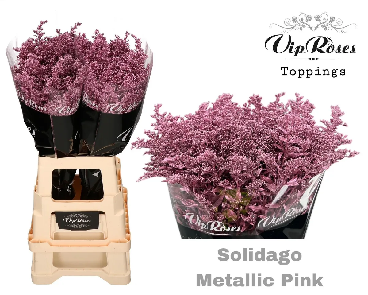 Solidago Metallic Pink • 70 cm