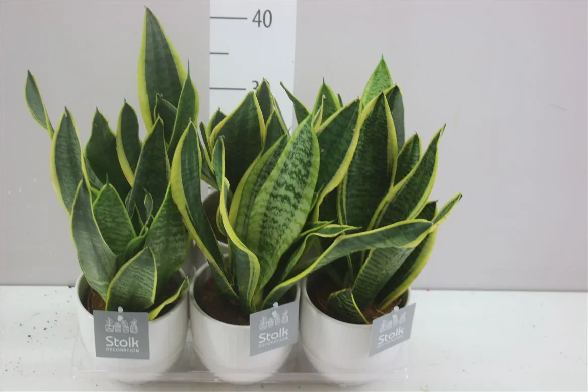Sansevieria Tr Futura Superba Liv Keramiek • črepník 13 cm