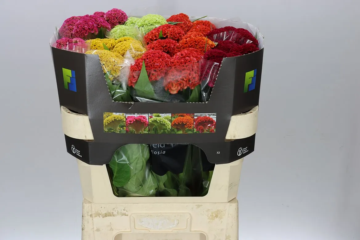 Celosia Mixed Bucket • 70 cm