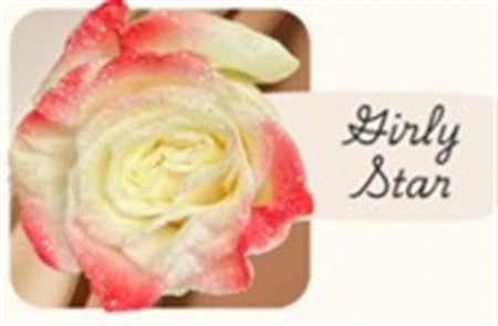 Ruža farbená Girly Star, Ekvádor • 50 cm