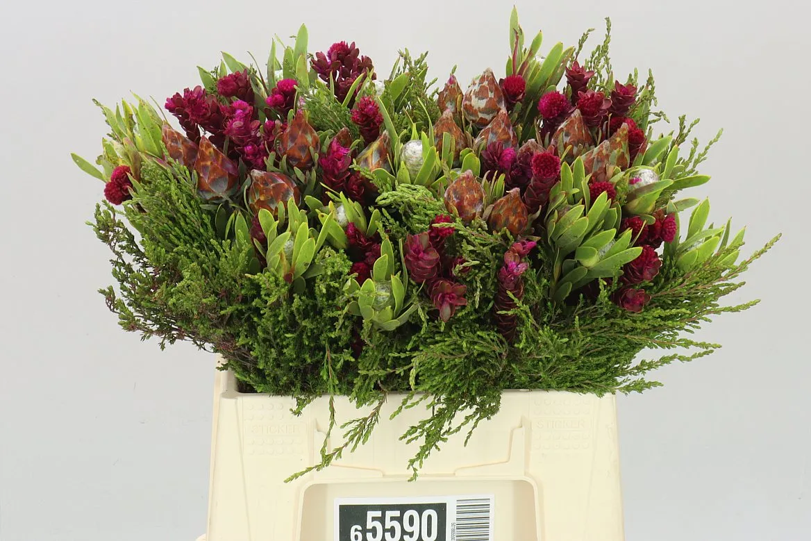 Bq Cone mix Tinted • 40 cm