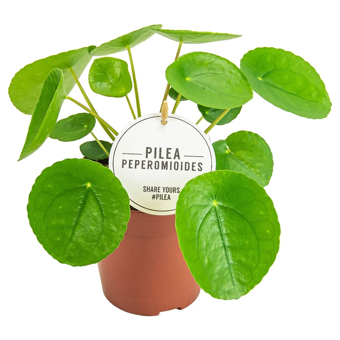 Pilea Peperomioides • črepník 12 cm