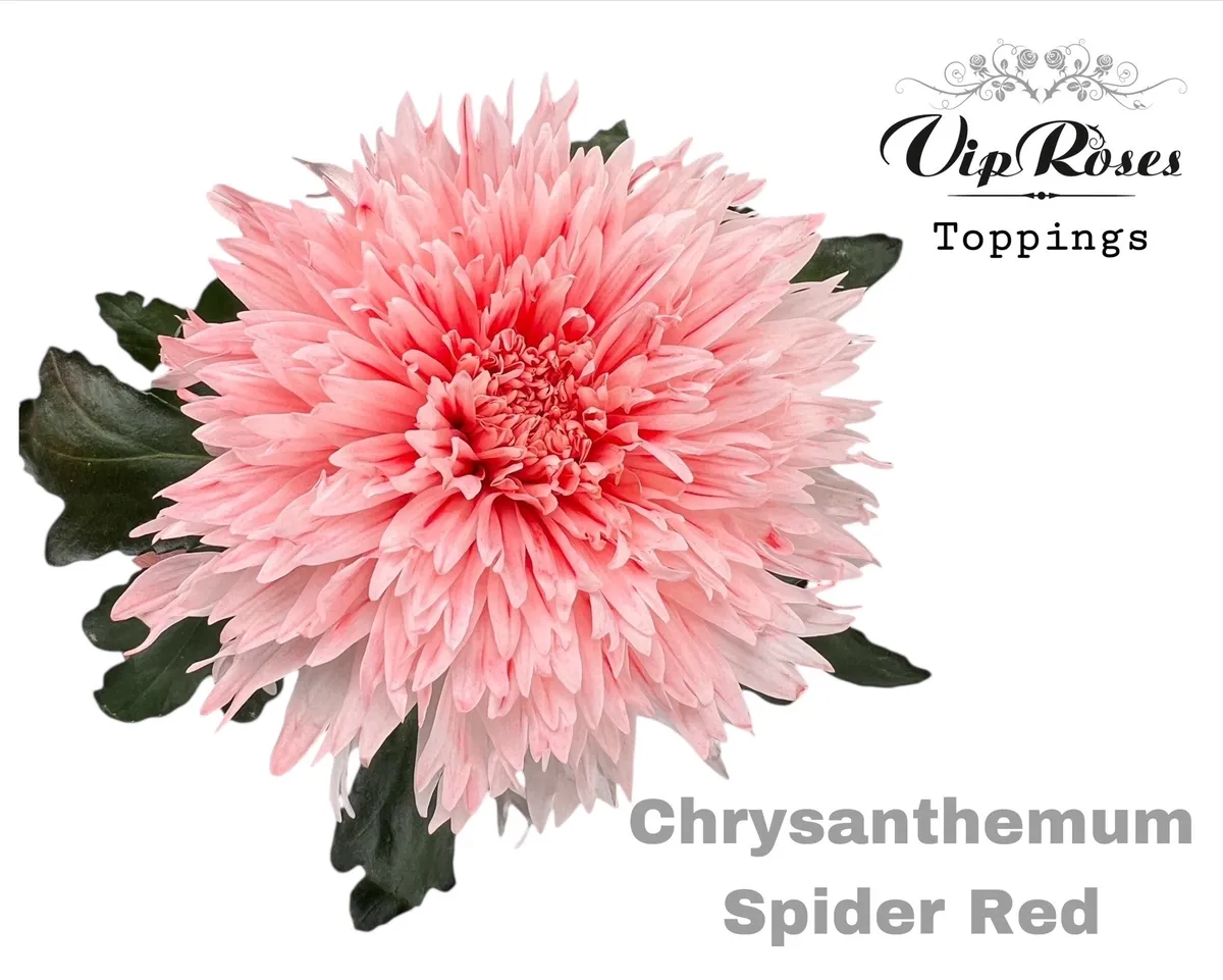 Chryzantéma veľkokvetá Spider Red • 70 cm