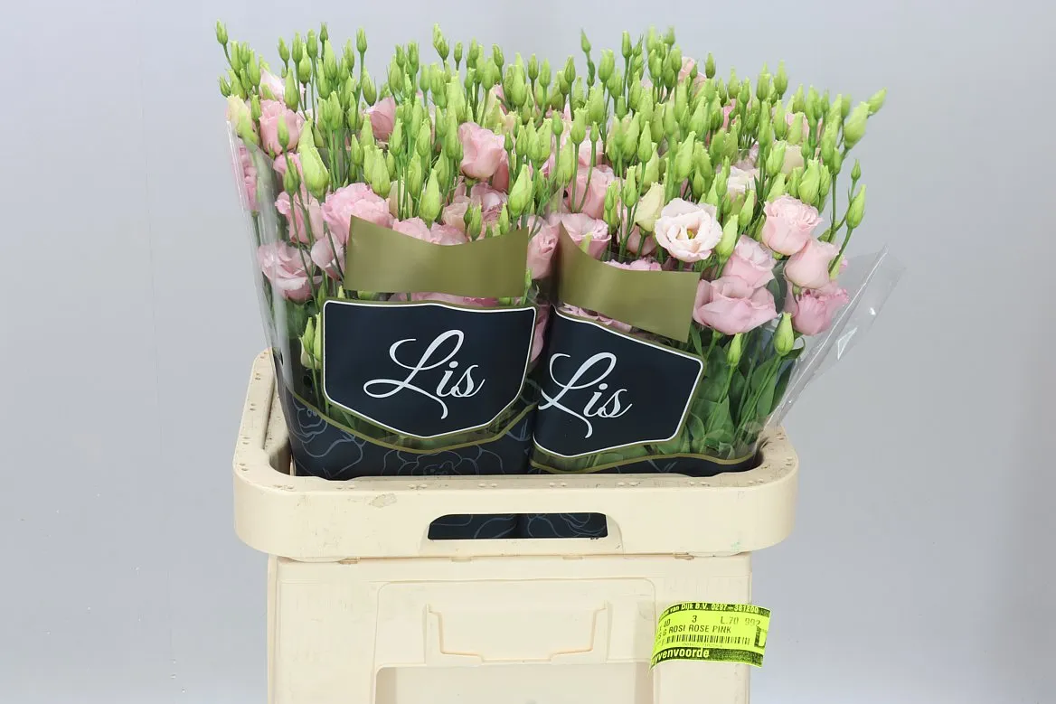 Eust Du Lisanne L Pink • 70 cm