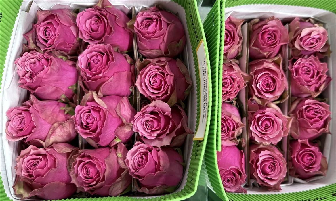 Rosa Gr Ec Cherry Mist • 50 cm