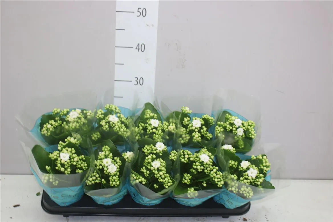 Kalanchoe Rosalina Wit A2 • črepník 10,5 cm