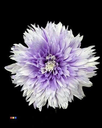 Chryzantéma veľkokvetá Undercover Pastel Milka • 70 cm