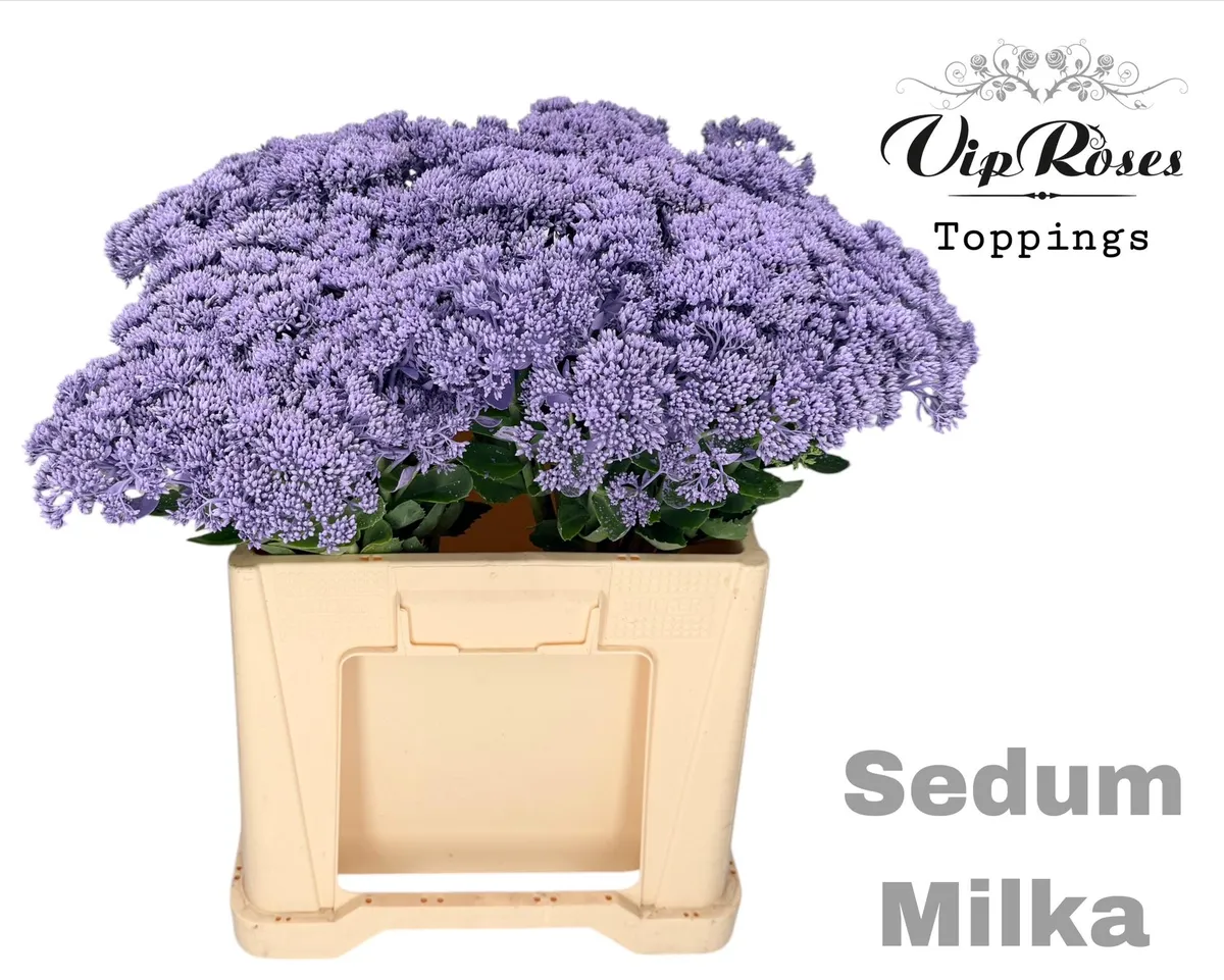 Sedum Milka • 55 cm