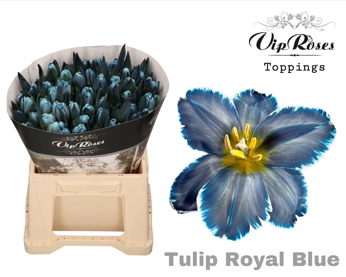 Tulipán jednoduchý A Royal Blue • 40 cm