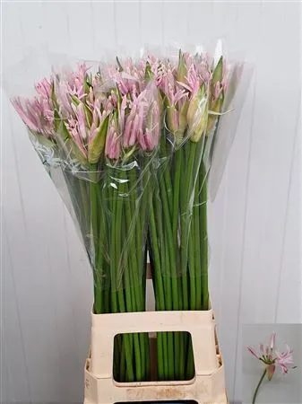 Nerine Bo Berenice • 80 cm