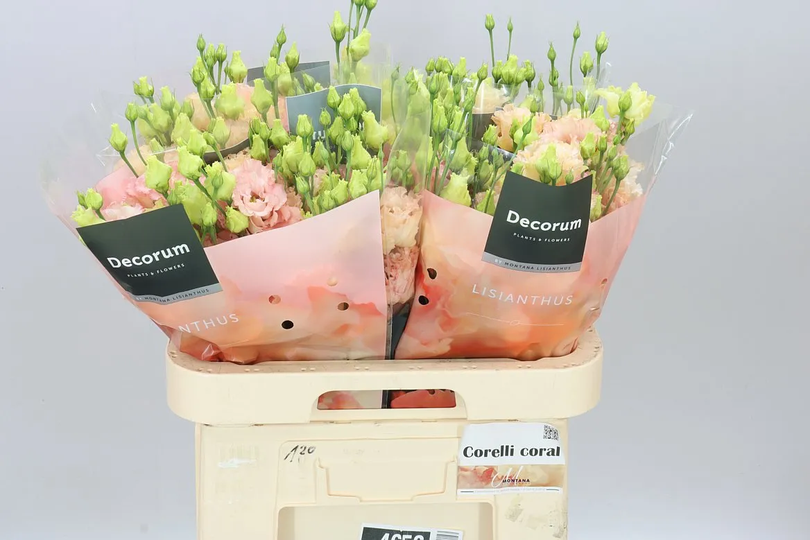 Eust Du Corelli Coral • 70 cm