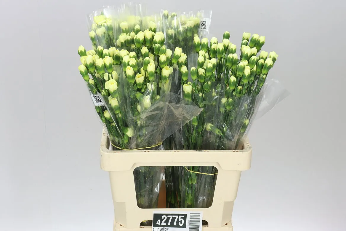 Di Tr Yellow • 65 cm