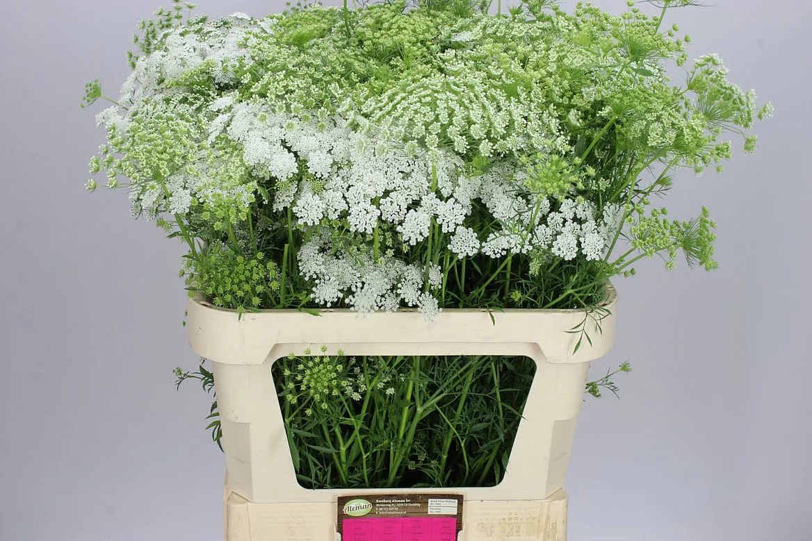 Ammi Majus Graceland A2 • 80 cm