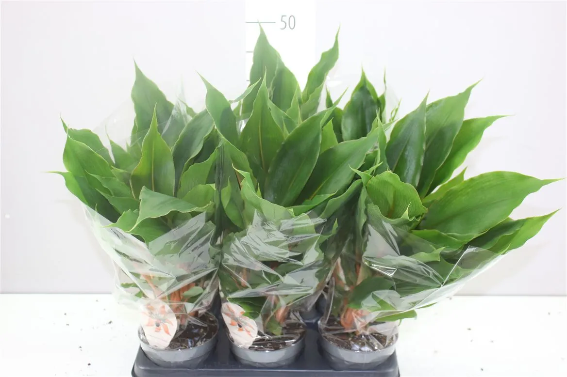 Chlorophytum Or Green Orange • črepník 12 cm